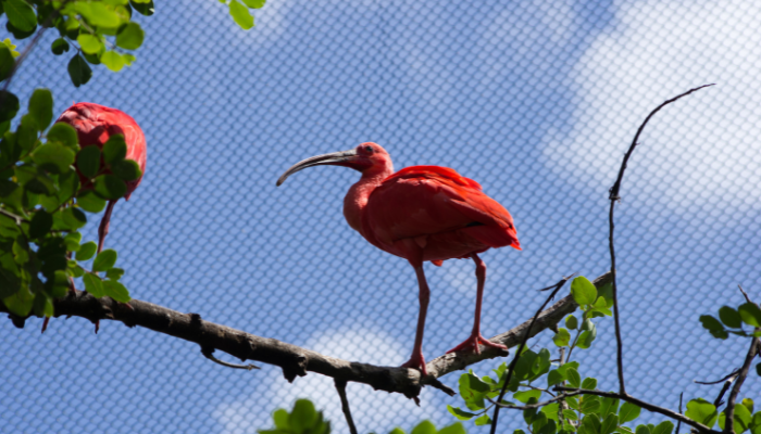 cach-thiet-ke-aviary-don-gian-tiet-kiem