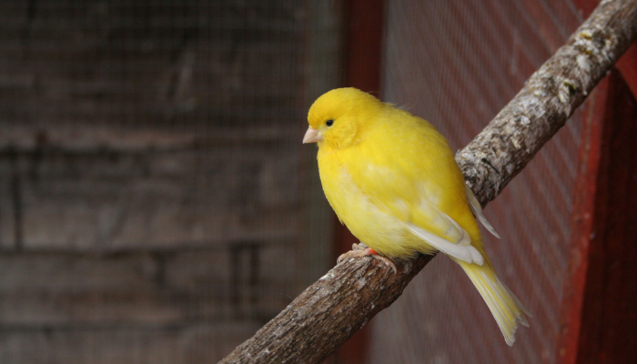 cach-thiet-ke-aviary-don-gian