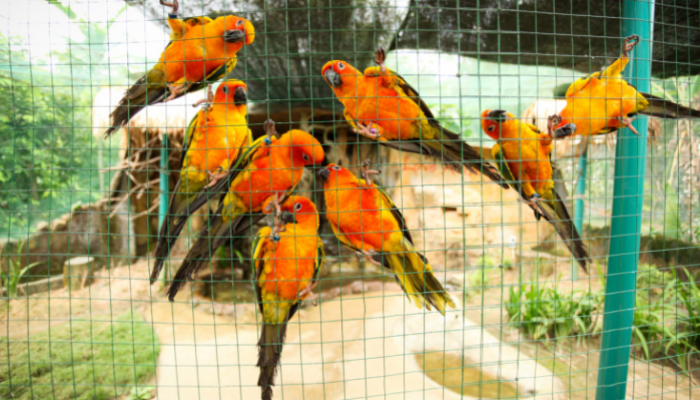 cach-thiet-ke-aviary